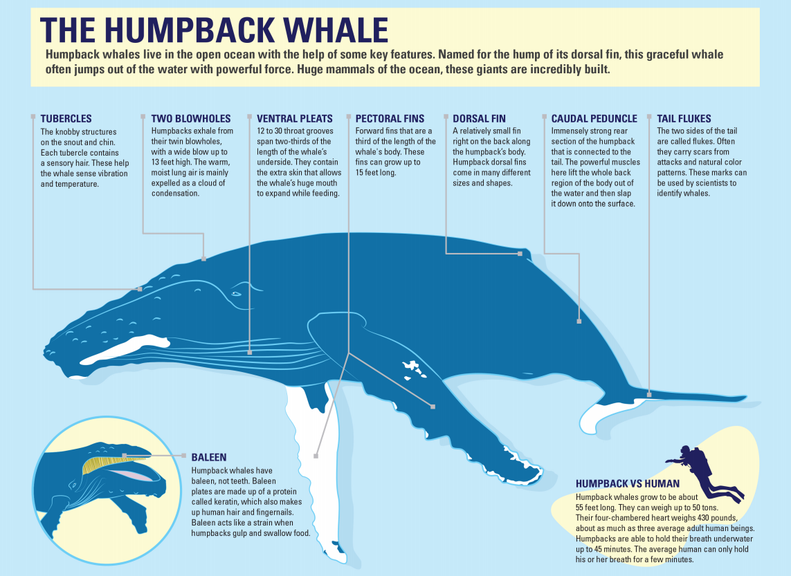 humpacks infographics anatomy