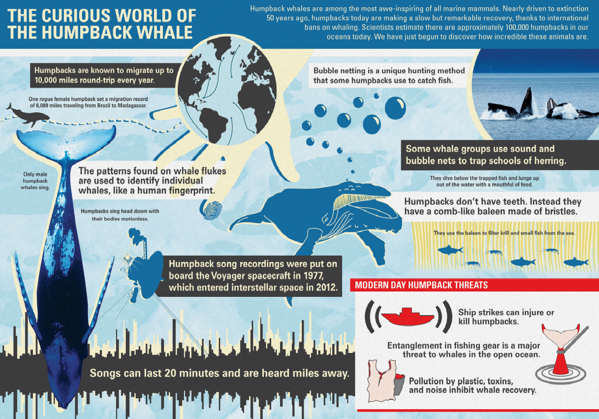 humpacks infographics curious world