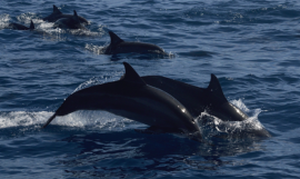 Samoa Whale and Dolphin survey