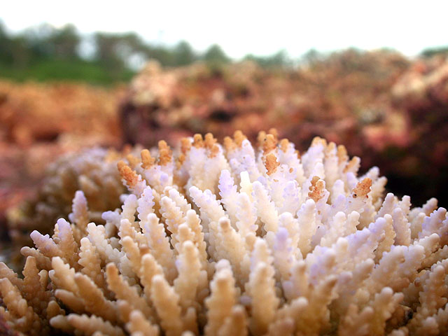 Coral-bleach-Photo-Edna-Allan