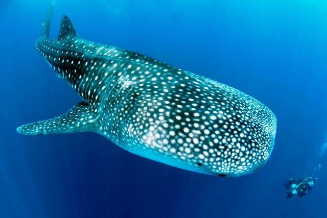 DSC 0896 whale shark Maldives Lill Haugen-web