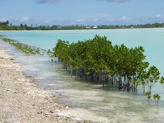 Mangrove planting Kiribati