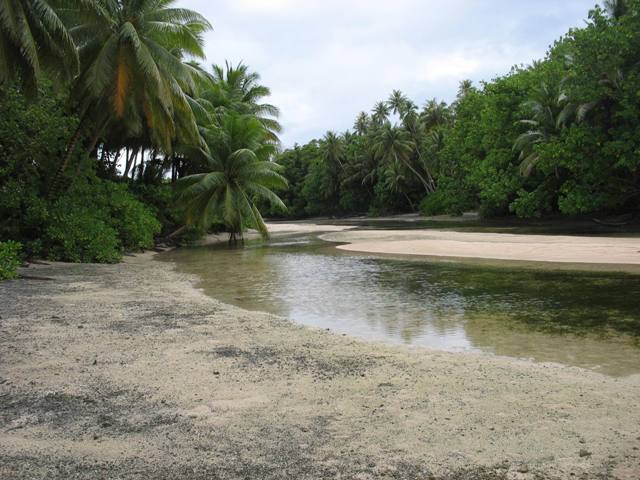 Mangroves RMI 240113