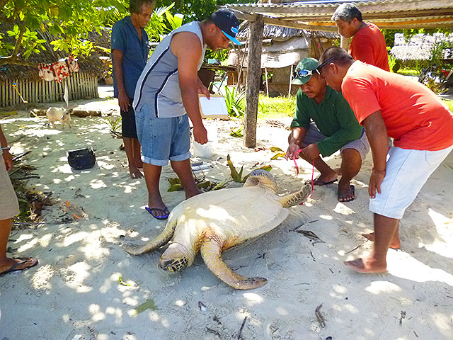 Turtle-Kiribati-rescue-SPREP-MELAD