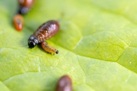 A natural enemy of the air potato