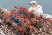 great pacific garbage patch