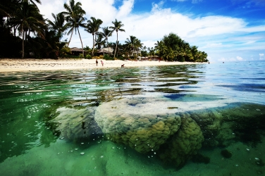Healthy reefs. Photo: D. McFadzien
