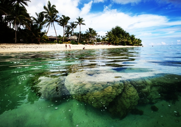 Healthy reefs. Photo: D. McFadzien