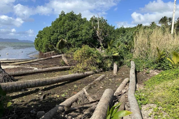 Coastal trees cleared to make room for power lines. Photo: SPREP/S.Tavanabola