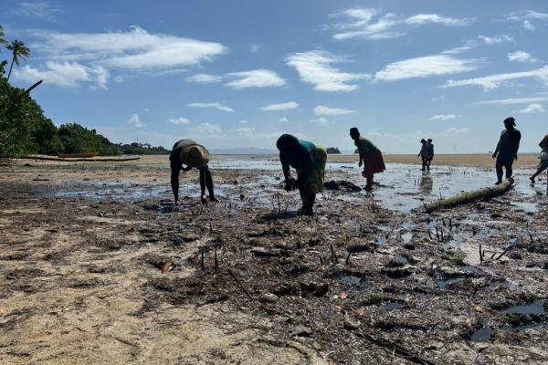 Navakacoa Youth Club and Navakacoa Women’s Group doing coastal tree replanting, beach clean up and trialling mangrove replanting. Photo credit: Setaita Tavanabola & Manasa Vula 