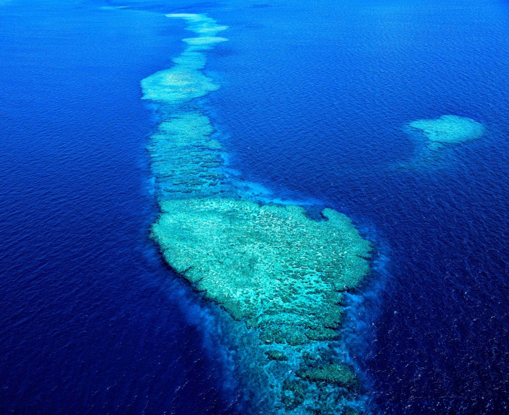 Coral reefs